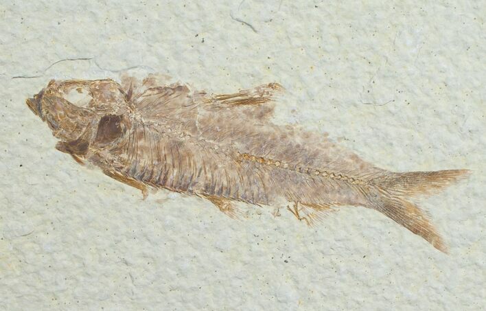 Knightia Fish Fossil - Wyoming #6581